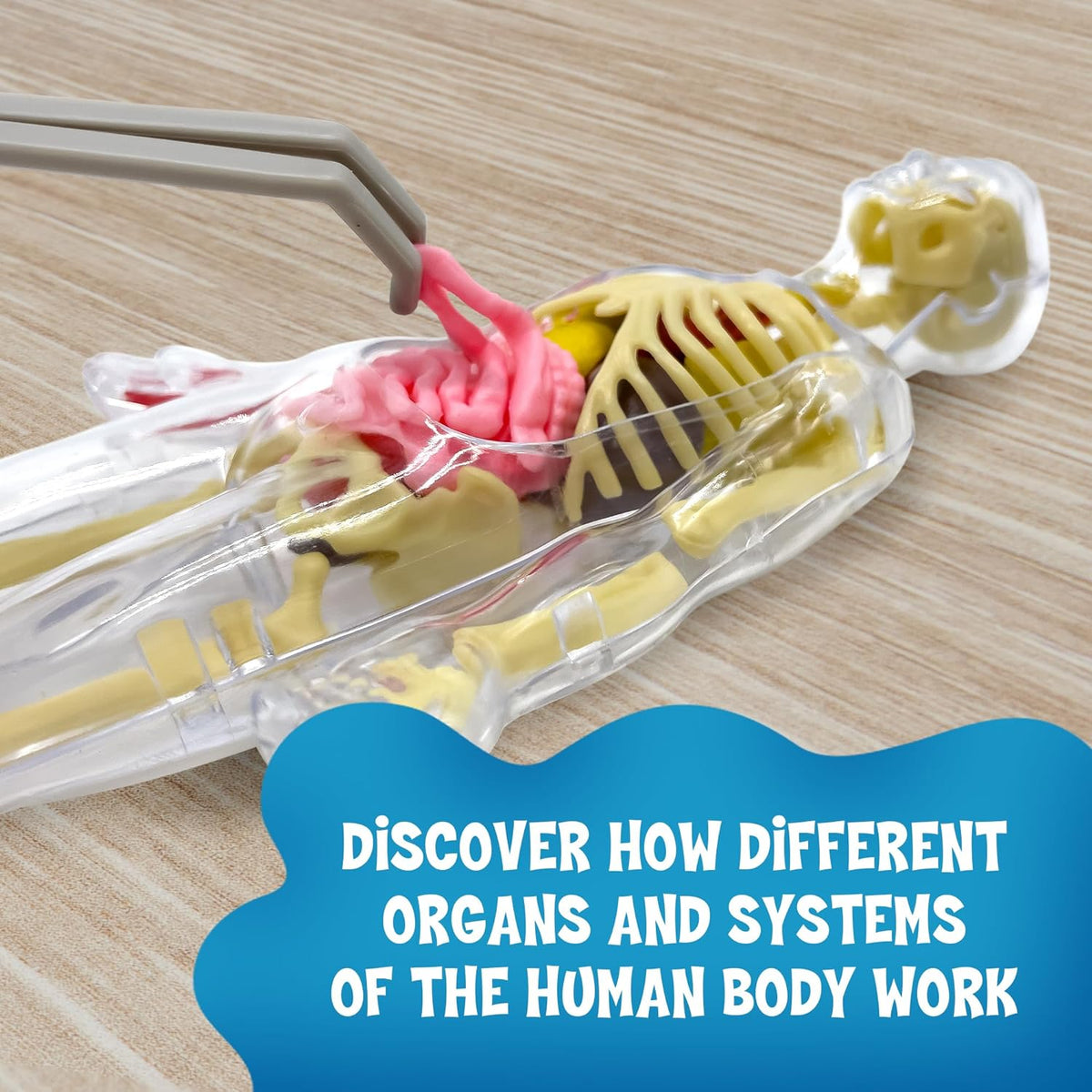 Ooze Labs Visible Human Body with Squishable Organs Eugene Toy & Hobby