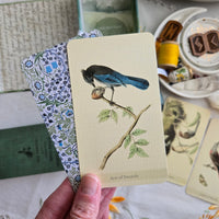 Little Bird Tarot & Field Guide 2nd Edition