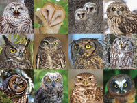 Owls and Owlets (1000 Piece) Puzzle