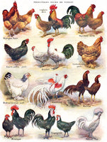Poules ~ Poultry (500 Piece) Puzzle