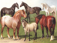 Horse Breeds (1000 Piece) Puzzle
