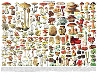 Mushrooms ~ Champignons (1000 Piece) Puzzle